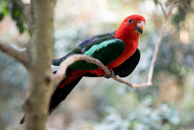 Royal parrot Brightly colored parrot on a tree macro exotic birds