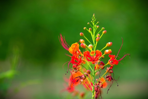 Royal Poinciana in full bloom during monsoons in India