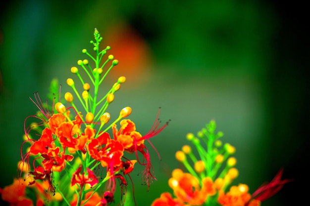 Royal Poinciana in full bloom during monsoons in India