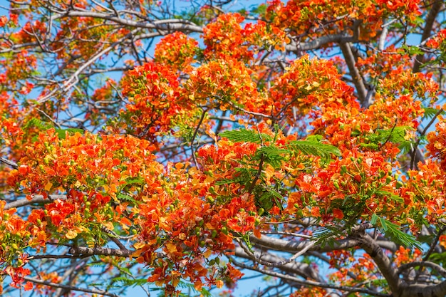 Royal Poinciana tree