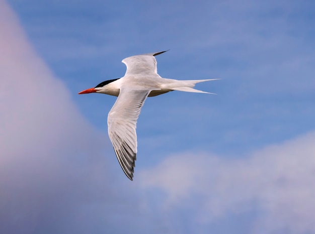 Royal Tern in flight in a blue sky with clouds