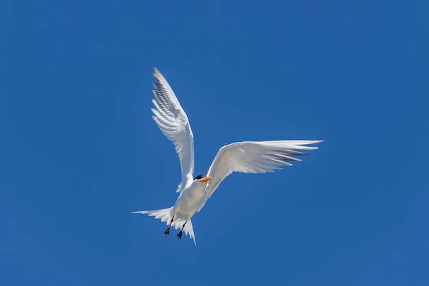 Royal tern Sea bird flying Seagull in the sky