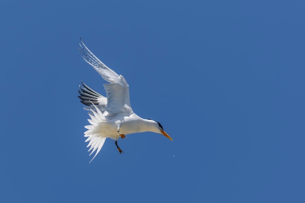 Royal tern Sea bird flying Seagull in the sky