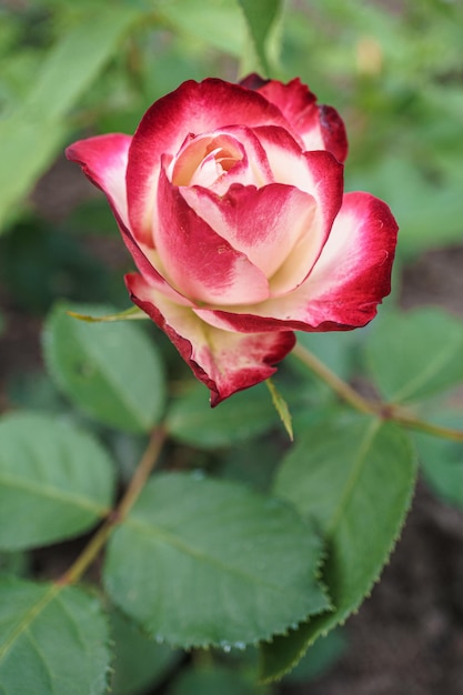 Roze jubile du prince de Monaco