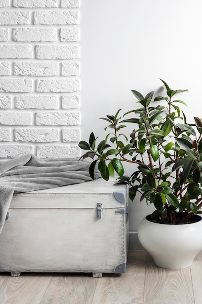 Rubber plant (Ficus elastica) in white flower pot and gray soft fleece blanket on white wooden box. White wall with bricks on background