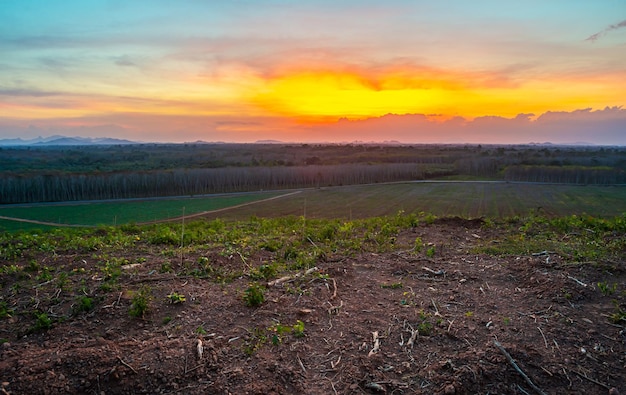 Rubber plantation farming area in the south of Thailand Latex rubber Para rubber tree garden