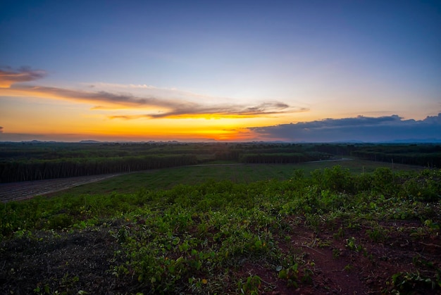 Rubber plantation farming area in the south of Thailand