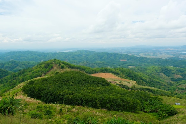 Rubber plantation on the mountains