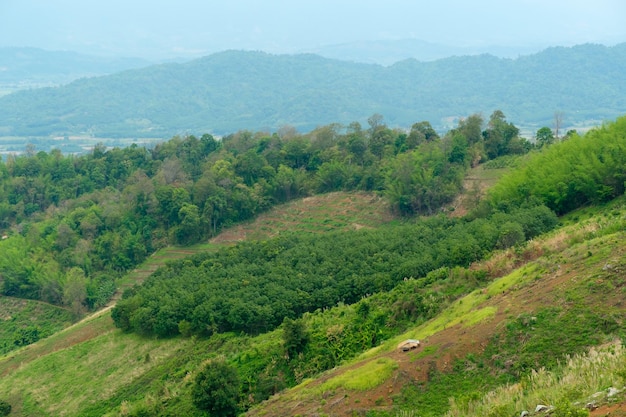 Rubber plantation on the mountains