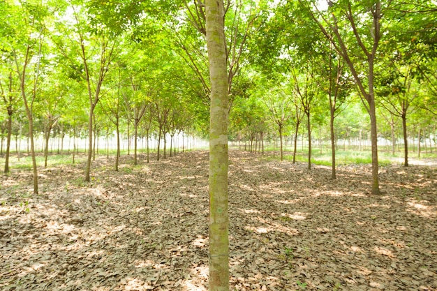 rubber plantation