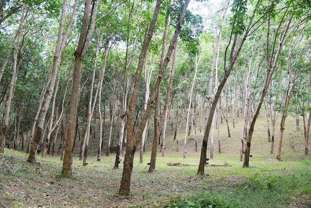 Rubber plantations with rubber tree agriculture asia for natural latex tree in garden of thailand