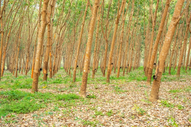 Rubber tree garden in Asian