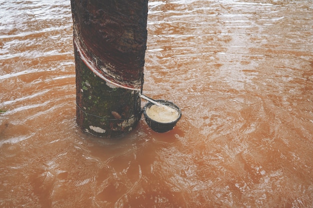 Rubber tree and heavy flood in garden of agriculture