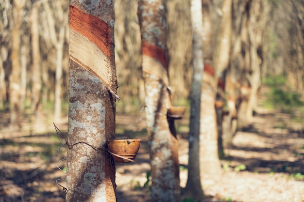 Rubber tree (Hevea brasiliensis) produces latex. By using knife cut at the outer 