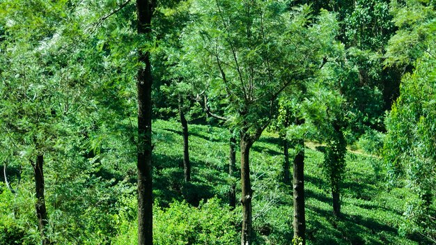 Rubber Tree and Tea Plantation