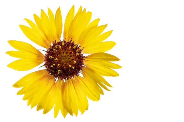 Rudbeckia flower isolated