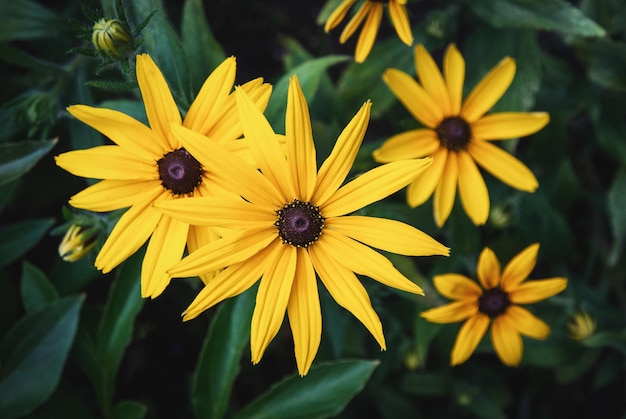 Rudbeckia fulgida Black eyed Susan yellow daisy flowers in the garden