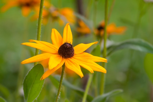 Photo rudbeckia hirta blackeyed susan or african daisy flowers