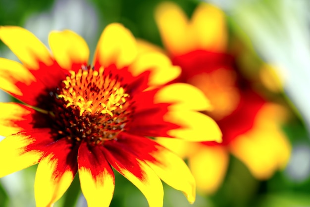 Rudbeckia hirta flowers in sunny summer day