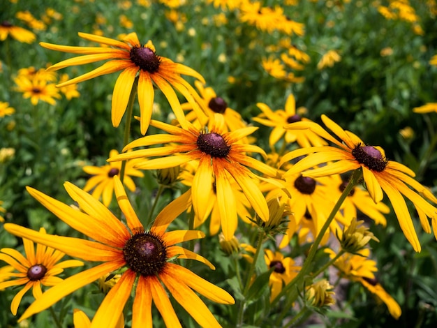 Rudbeckia hirta