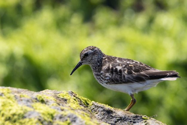 Ruddy Turnstone perched on a seaweed-covered rock by the ocean