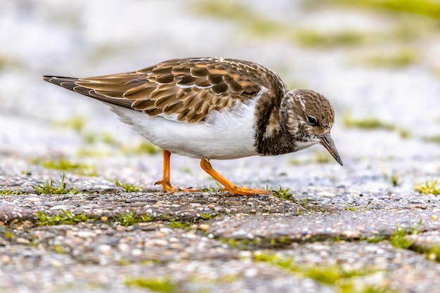 Ruddy turnstone shore bird feeding on coast