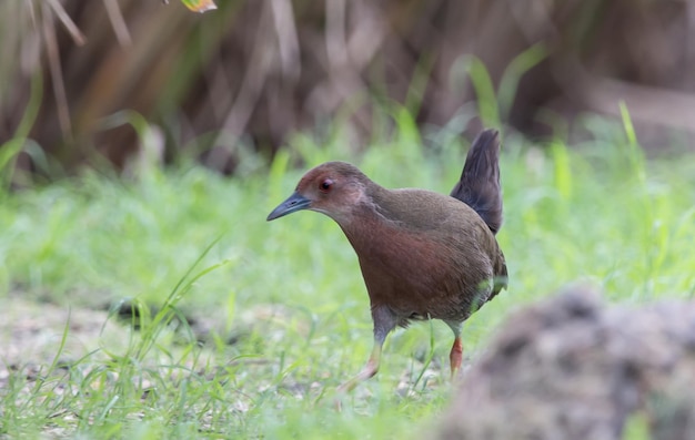 Ruddybreasted Crake walking for food beside the field