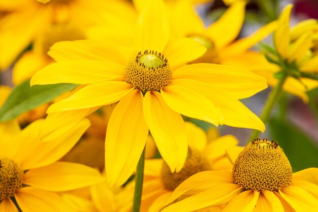 Rudebeckia Sophia Yellow closeup and in full flower