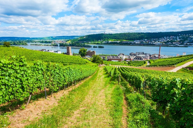 Rudesheim am Rhein Vineyards Germany