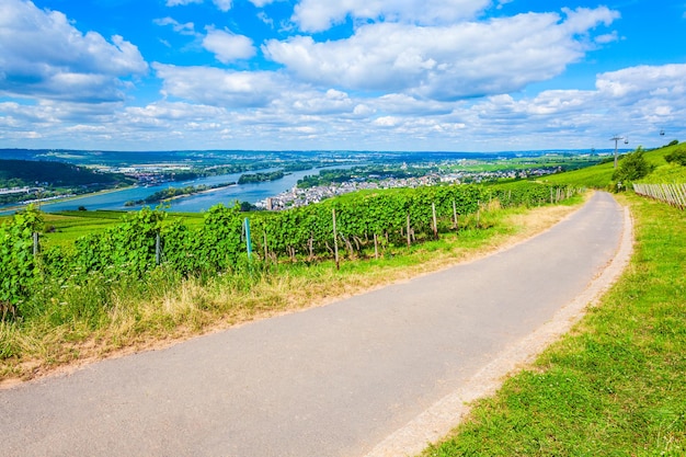 Rudesheim am Rhein Vineyards Germany