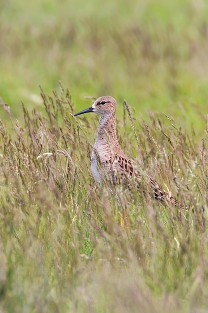 Ruff Bird on Grassland (Philomachus pugnax) Ruff Wader Bird