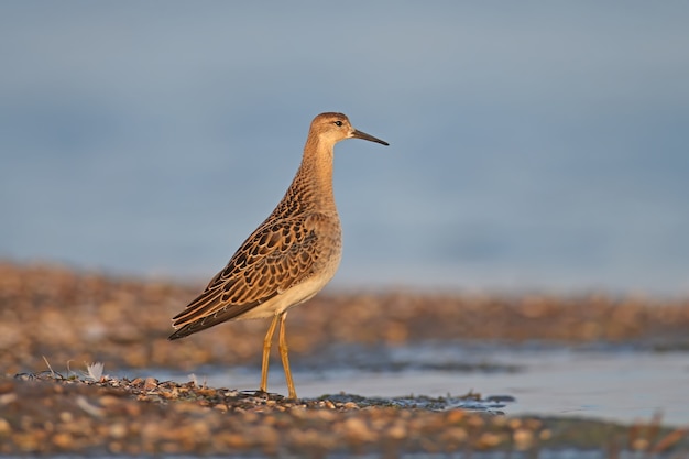 The ruff (Calidris pugnax) in winter plumage filmed in the rays of soft morning light.