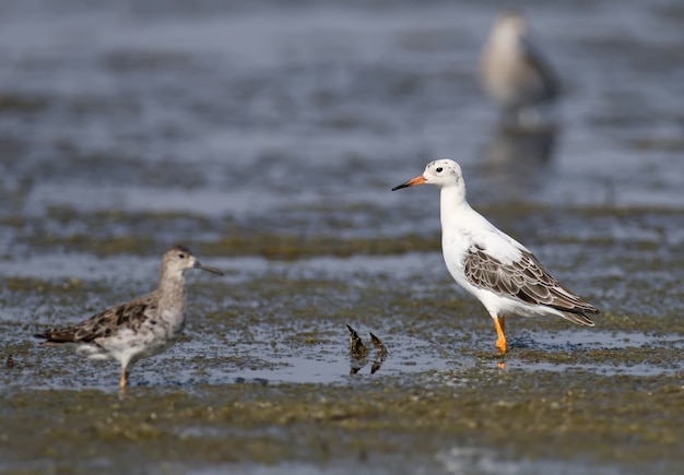 The ruff (Calidris pugnax) in winter plumage stand on the shore