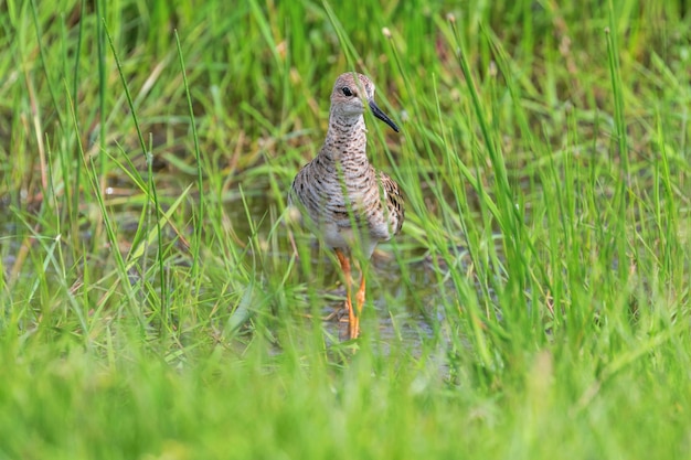 Ruff concealed in tall marsh grass