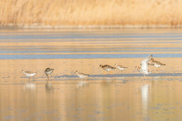 Ruff water bird (Philomachus pugnax) Ruff in water