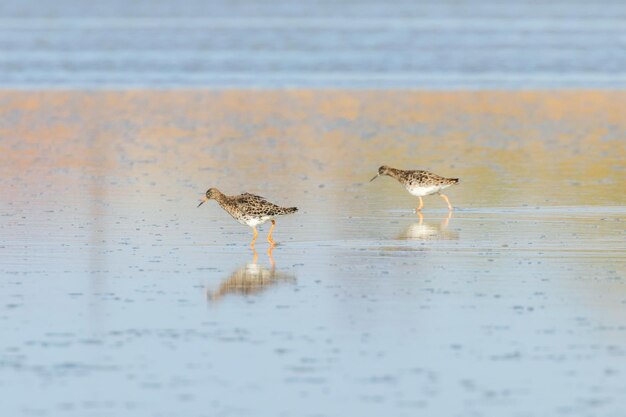 Ruff water bird (Philomachus pugnax) Ruff in water