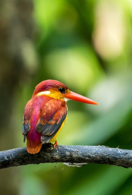 Rufous-backed adult Kingfisher perched and resting