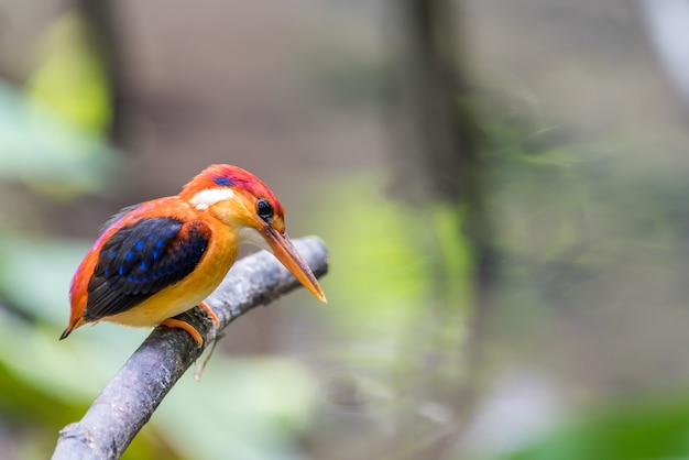 Rufous-backed baby Kingfisher bird perched and resting