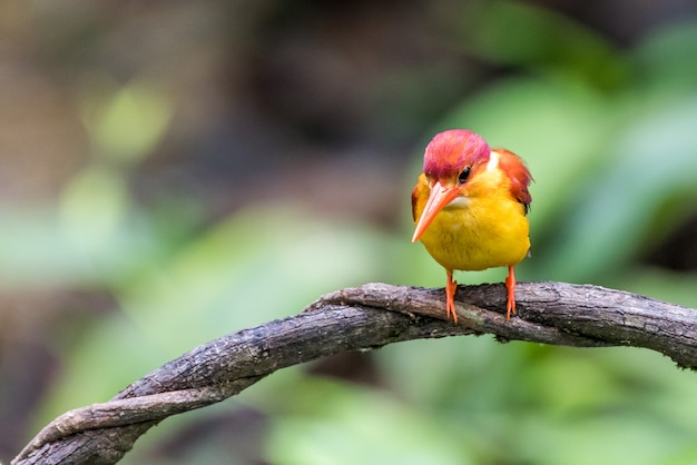  Rufous-backed Kingfisher bird perched and looking