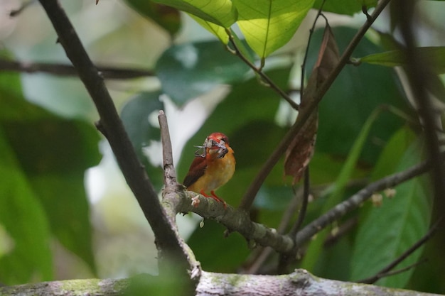 the rufous backed kingfisher is eating it's prey