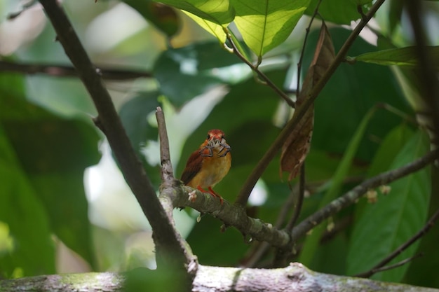 the rufous backed kingfisher is eating it's prey