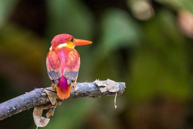  Rufous-backed Kingfisher perched and looking