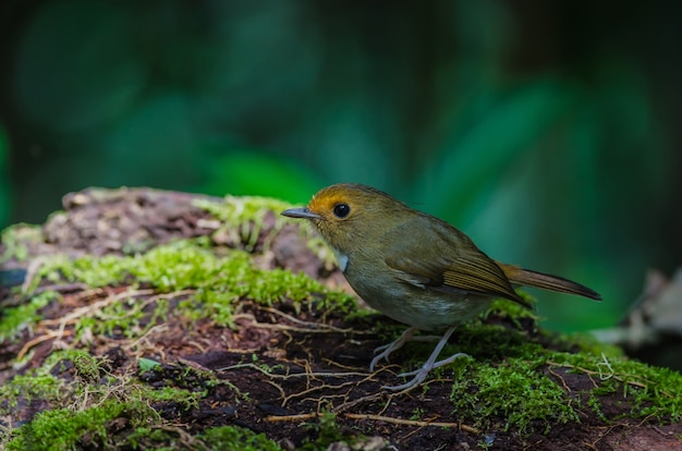 Rufous-browed Flycatcher perch on branch