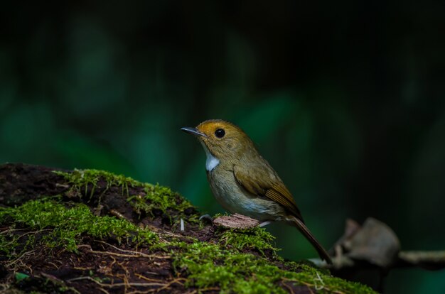 Rufous-browed Flycatcher perch on branch