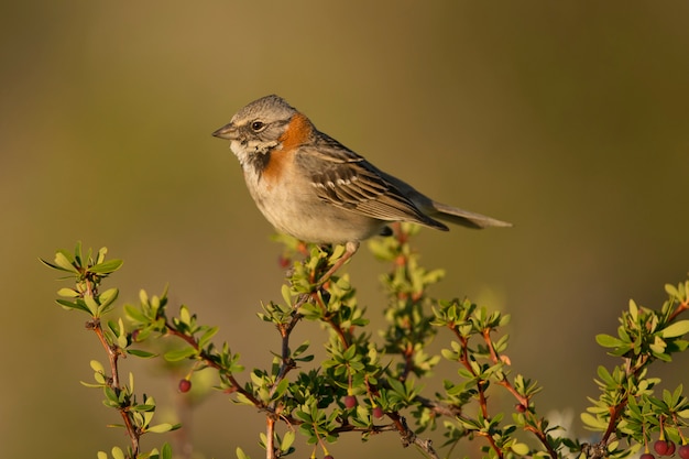 Rufous-collared Sparrow on a Branch