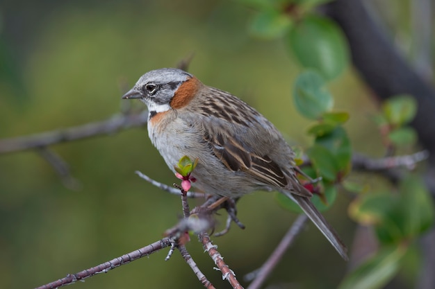 Rufous-collared Sparrow on a Branch