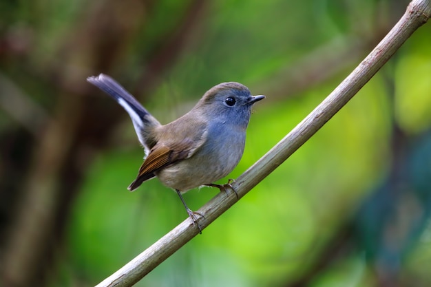 Rufous-gorgeted Flycatcher Ficedula strophiata Beautiful Female Birds of Thailand perching on the tree