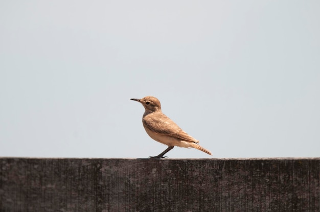 Rufous Hornero Argentine national Bird Ibera Marshes Corrientes Province Argentina