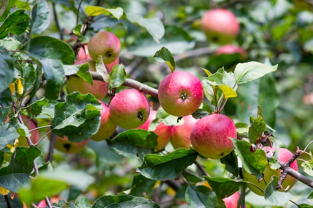 Rugged red apples on a tree on a sunny autumn day