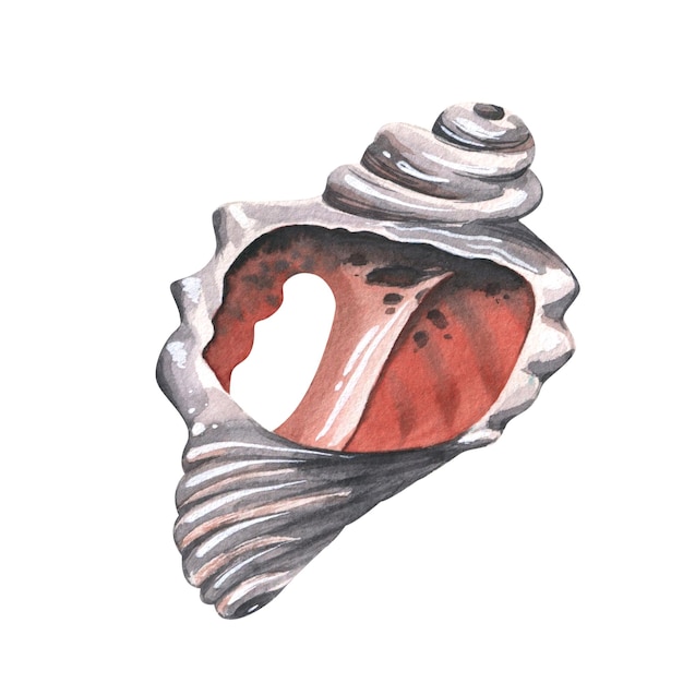 A ruined broken seashell Watercolor illustration An isolated object from a large set of WHALES For decoration and design marine and beach compositions prints stickers postcards posters